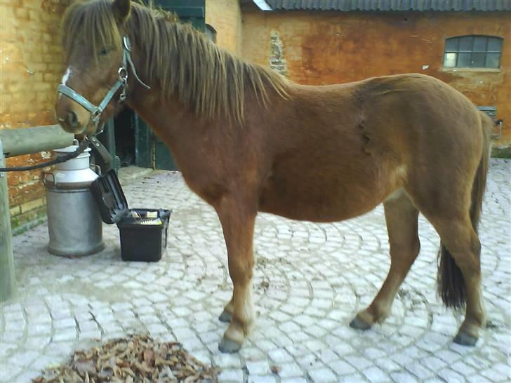 Gotlandsruss Lorenzo - i gårdspladsen;p han er for dejlig<333 billede 12