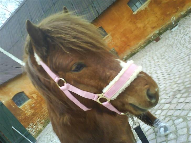 Gotlandsruss Lorenzo - haha jeg tog lii hans manddom da jeg gav ham en lyserød grime på xD billede 13