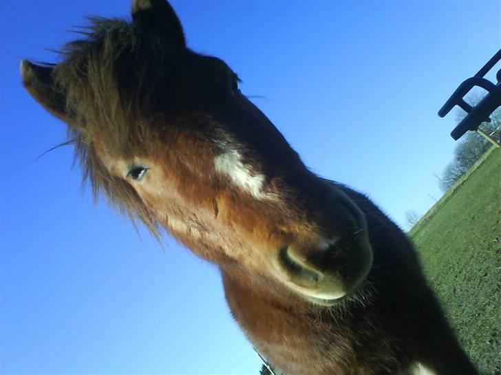 Gotlandsruss Lorenzo - han er bare såååeh smuk<333 billede 14