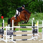 Dansk Varmblod Carolight S - solgt