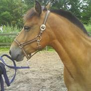 Anden særlig race Denise <3