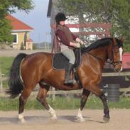 Dansk Varmblod Præstegårdens Ibert