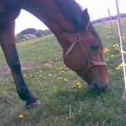 Dansk Varmblod Aaholm's Igor