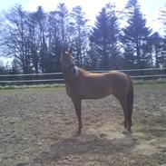 Welsh Cob (sec D) Lucswolles Sunny
