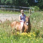 Welsh Cob (sec D) Lucswolles Sunny