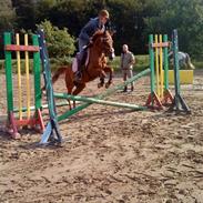 Welsh Cob (sec D) Lucswolles Sunny