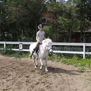 Anden særlig race cirkeline (tidligere part)