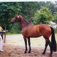 Dansk Varmblod Cassiopeia