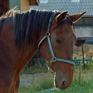 Dansk Varmblod Cassiopeia