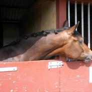 New Forest Vognmandgårdens Vagabond