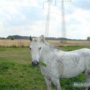 Welsh Mountain (sec A) lukke<3