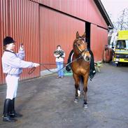 Dansk Varmblod Svanegaardens Faneur