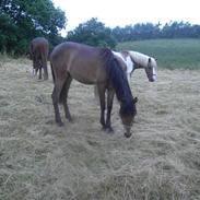 Anden særlig race strathisla