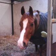 Hollandsk Sportspony Mister(gammel part)