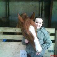 Hollandsk Sportspony Mister(gammel part)