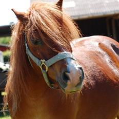Shetlænder Mads (solgt)