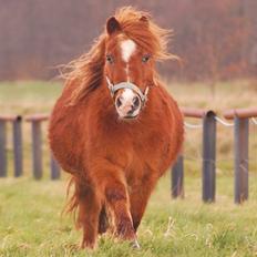 Shetlænder Mads (solgt)