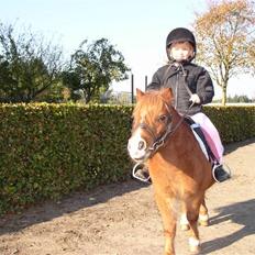 Shetlænder Mads (solgt)