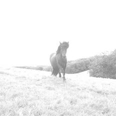 Islænder Ása fra Reykjavík