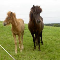 Islænder Ása fra Reykjavík