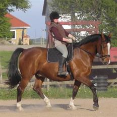 Dansk Varmblod Præstegårdens Ibert