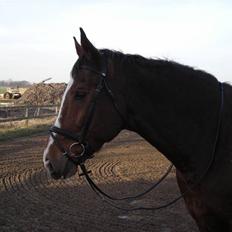 Dansk Varmblod Præstegårdens Ibert