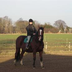 Dansk Varmblod Præstegårdens Ibert