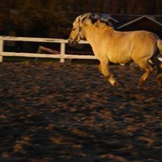 Fjordhest Mai