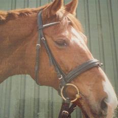 Trakehner Lucky <3  (død)