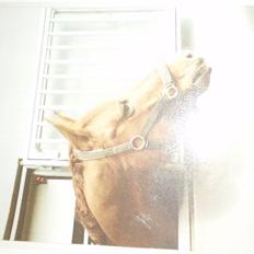 Trakehner Lucky <3  (død)