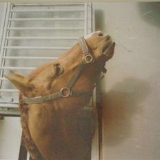 Trakehner Lucky <3  (død)