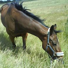 Fuldblod (XX) Midnight's Cashmir 