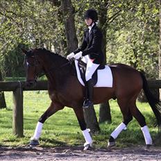 Fuldblod (XX) Midnight's Cashmir 