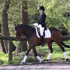 Fuldblod (XX) Midnight's Cashmir 