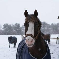 Welsh Cob (sec D) VesterVangs Djanco RIP