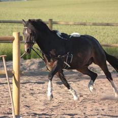 Anden særlig race Mr. Malle