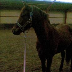 Anden særlig race Ellgaard´s Chelsea*Solgt*