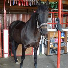 Anden særlig race Labell