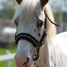 Anden særlig race Rødhætte