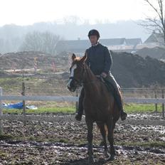 Dansk Varmblod Sommerstedskovs Ocean