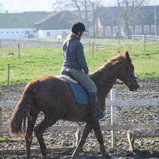 Dansk Varmblod Sommerstedskovs Ocean