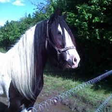 Irish Cob Zeus