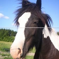 Irish Cob Zeus