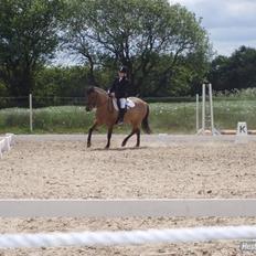 Anden særlig race KATJA