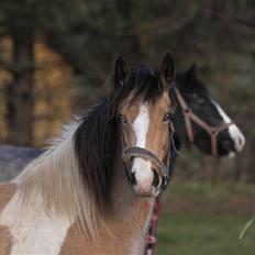 Irish Cob Crossbreed Bakkegårdens Beauty 