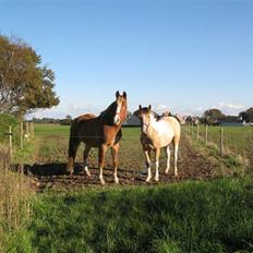 Irish Cob Crossbreed Bakkegårdens Beauty 