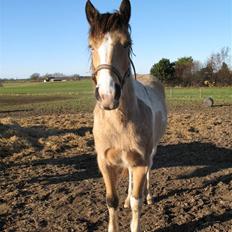 Irish Cob Crossbreed Bakkegårdens Beauty 