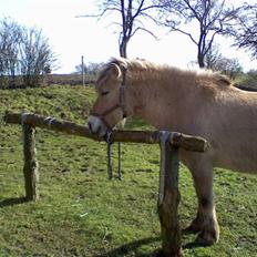 Fjordhest Titus