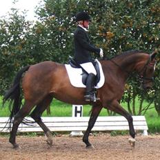 Dansk Varmblod Moonlight