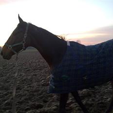 Dansk Varmblod Fire walker *RIP'